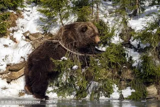 在河边树丛中觅食的熊摄影高清图片