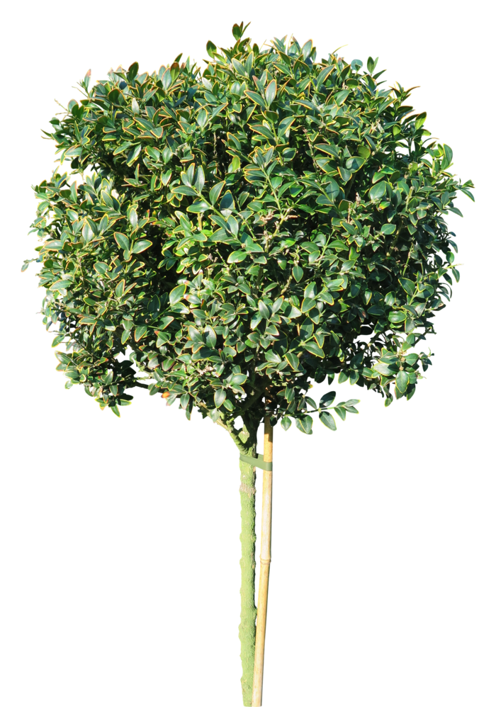 高清树木素材 免抠PSD植物素材 美术绘画园林贴图 树草灌木花草