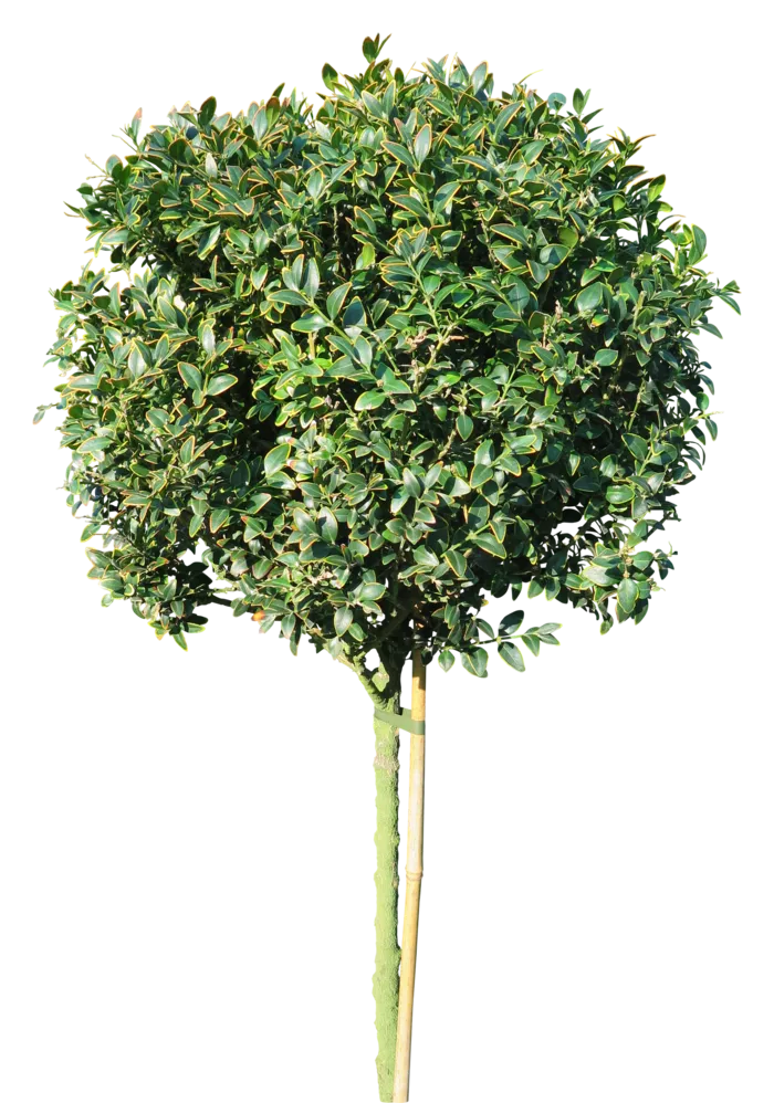 高清树木素材 免抠PSD植物素材 美术绘画园林贴图 树草灌木花草