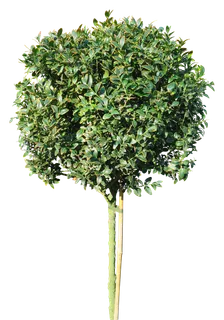 高清树木素材 免抠PSD植物素材 美术绘画园林贴图 树草灌木花草