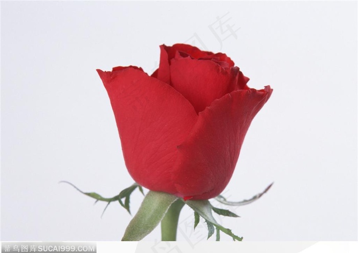 玫瑰花物语-红色的玫瑰