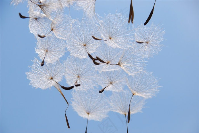 唯美蒲公英鲜花图片