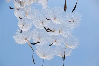 唯美蒲公英鲜花图片