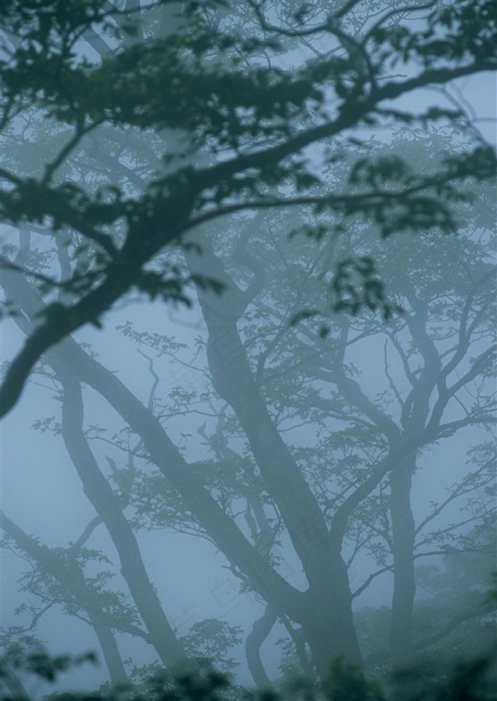 森林树木景观jpg素材