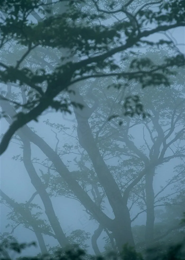 森林树木景观jpg素材