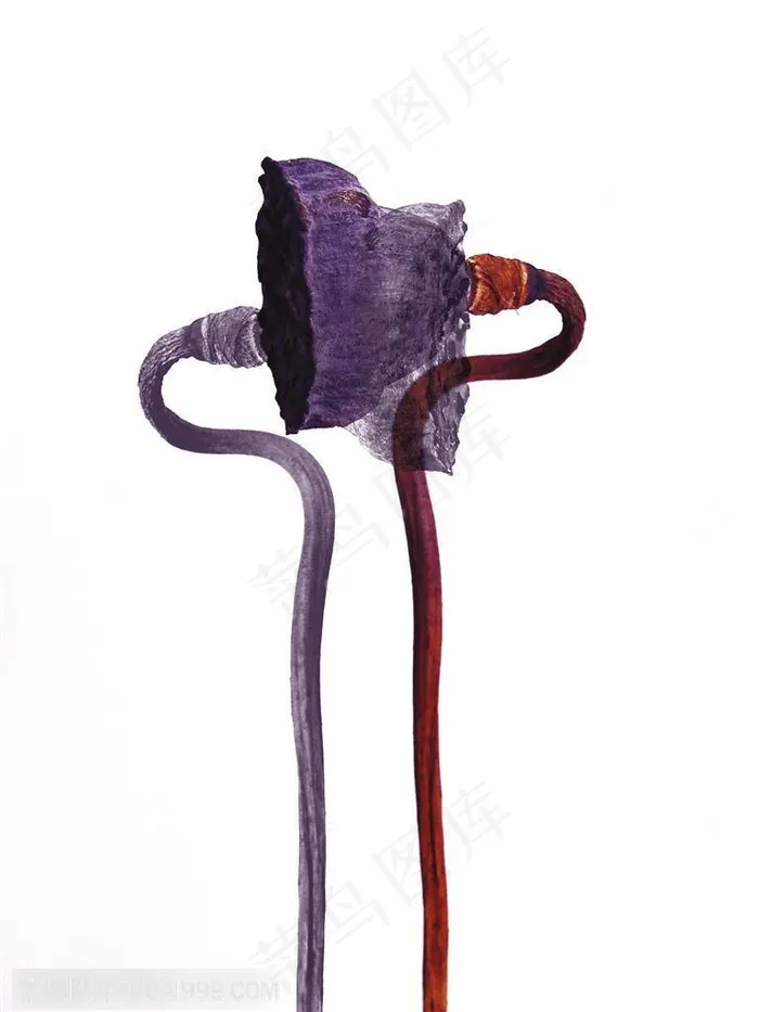 荷花物语-两个对放的莲蓬