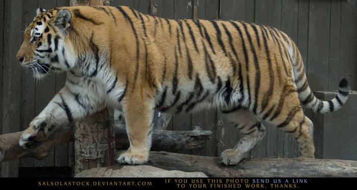 老虎动物园百兽之王虎王野生老虎动物