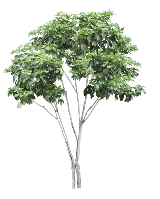 高清树木素材 免抠PSD植物素材 美术绘画园林贴图 树草灌木花草