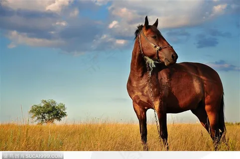 站在草地里回望的骏马