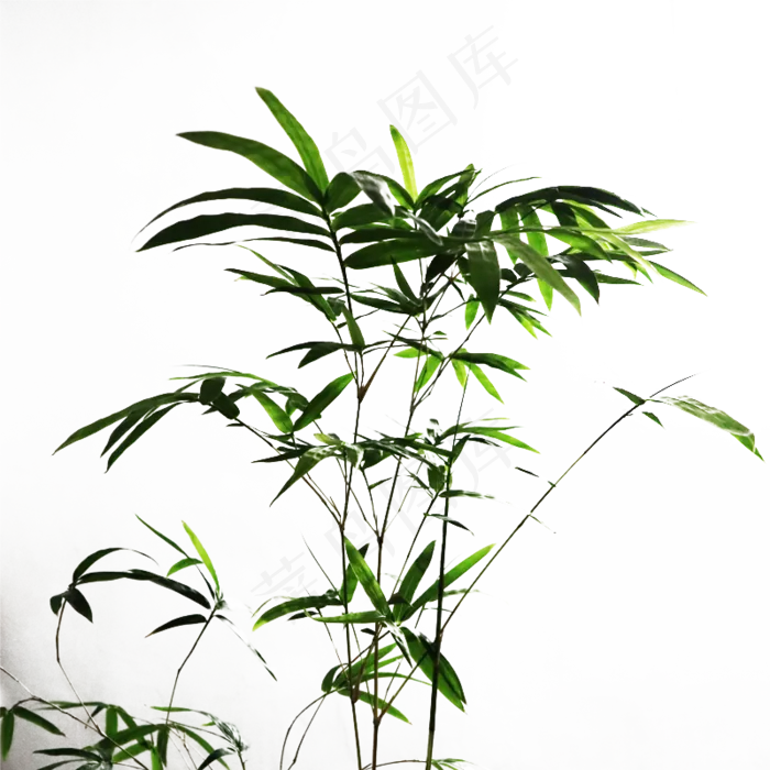 透明竹子图片