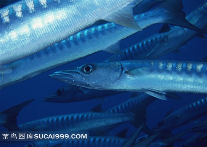 深海银鱼金枪鱼摄影