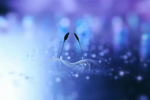 高清唯美蒲公英鲜花图片