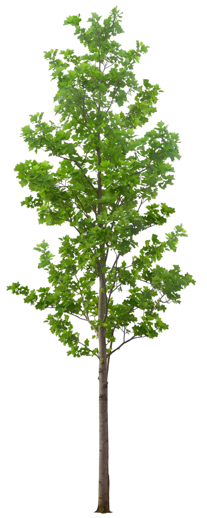 高清树木素材 免抠PSD植物素材 美术绘画园林贴图 树草灌木花草