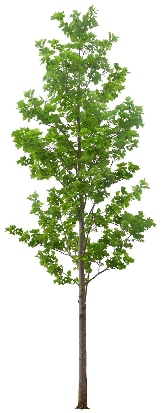 高清树木素材 免抠PSD植物素材 美术绘画园林贴图 树草灌木花草