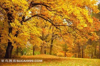 高清森林秋天落叶图片