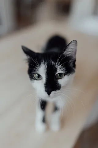 可爱猫咪猫猫摄影素材