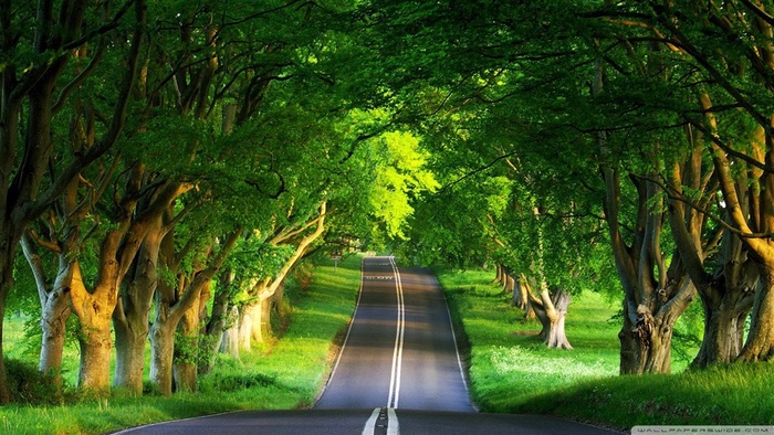 两旁树木林荫大道