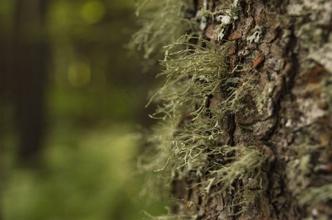 一颗大树的树皮