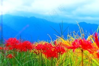 彼岸花桌面壁纸图片