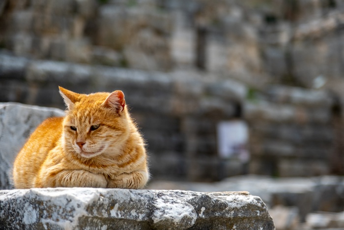 可爱猫咪猫猫摄影素材