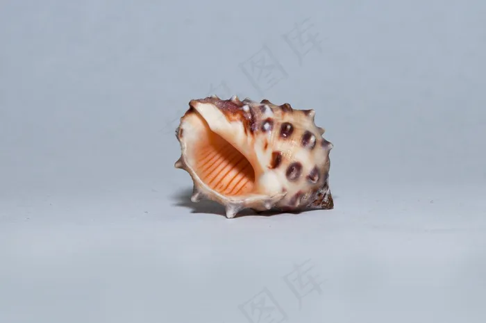 海螺钉图片