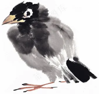 画鸟工笔摄影图片