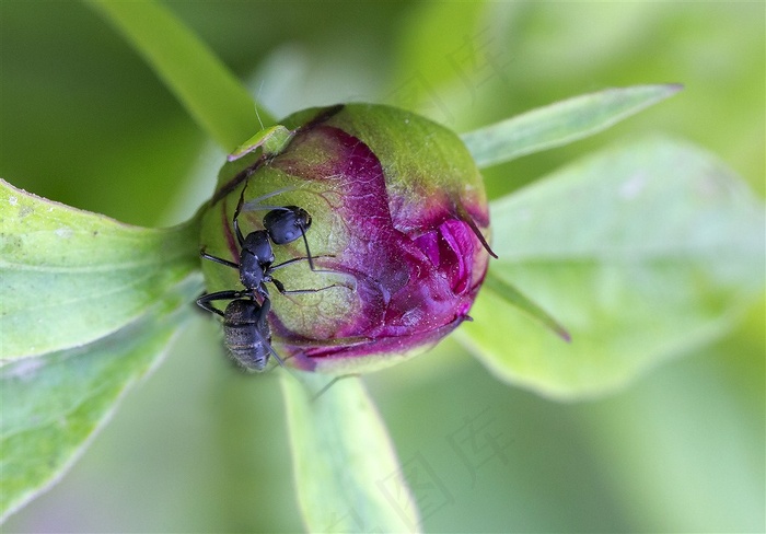 不辞劳苦的蚂蚁大图