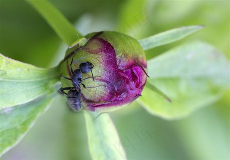 不辞劳苦的蚂蚁大图
