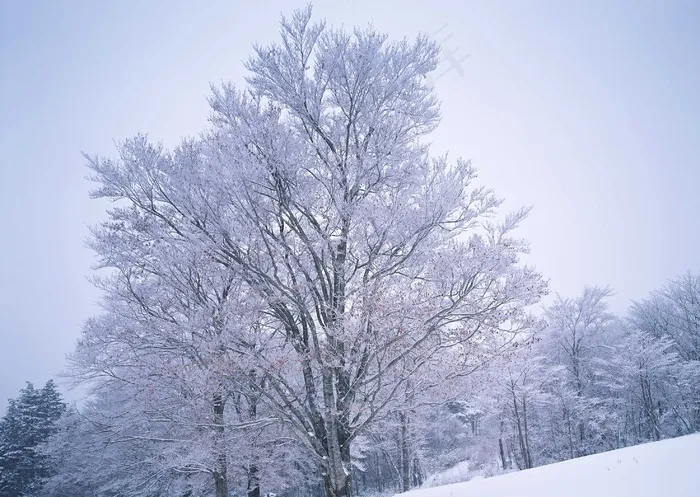 冰天雪地 222