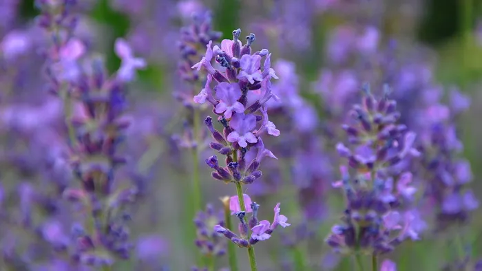 清新薰衣草图片