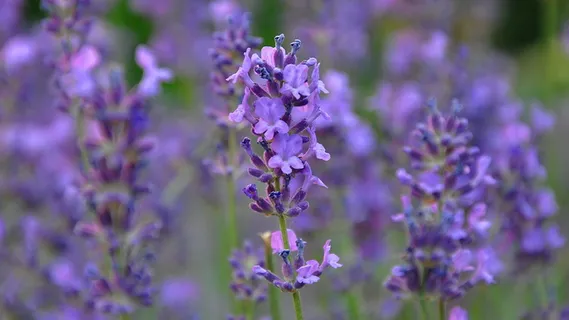 清新薰衣草图片 清新薰衣草图片