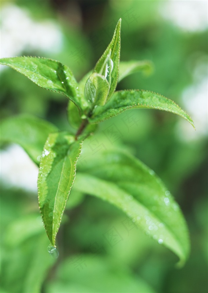 树木风景环境 素材