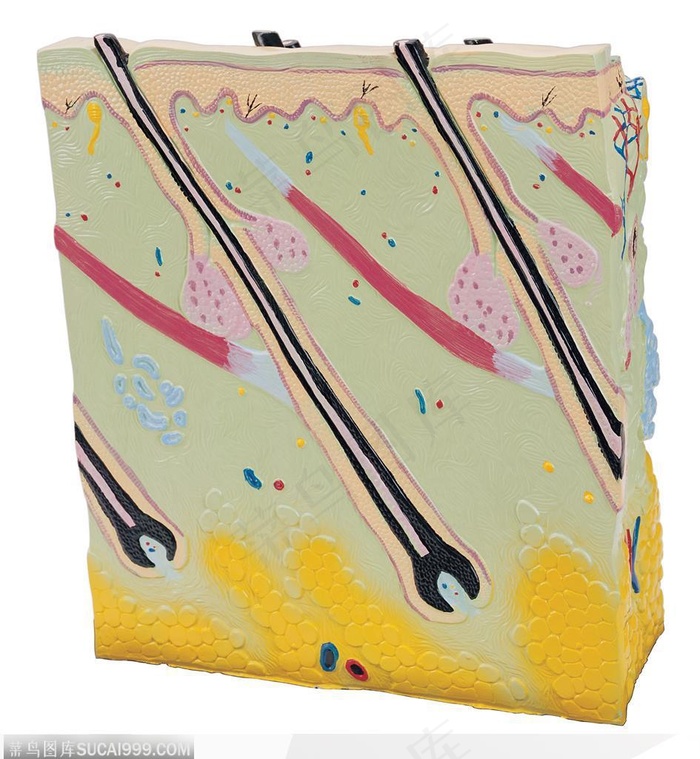 人体器官模型-皮肤构造模型