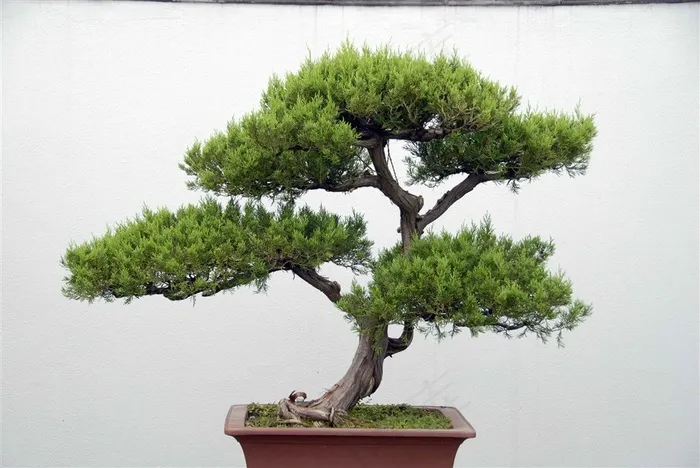 扬州欣赏盆景摄影