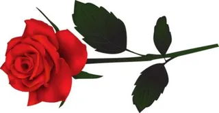 玫瑰 PNG免抠
