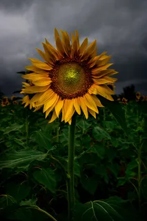 黄色向日葵摄影素材