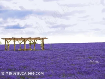 天空下一望无边的薰衣草摄影图片