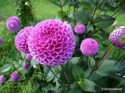 唯美大朵的紫色野生大丽花图片
