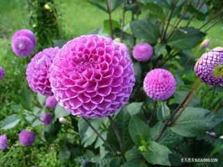 唯美大朵的紫色野生大丽花图片