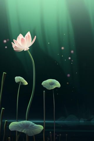 国风夜晚荷花荷叶大气背景