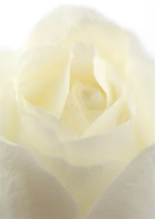 白玫瑰花朵背景 白玫瑰花朵背景