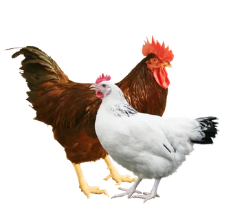 免抠鸡素材 免抠鸡素材