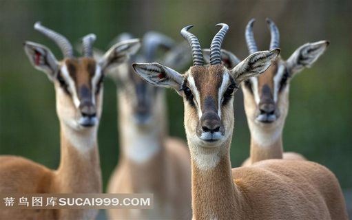 漂亮的鹿群素材