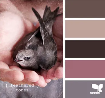 家禽鸟类配色色卡色彩搭配