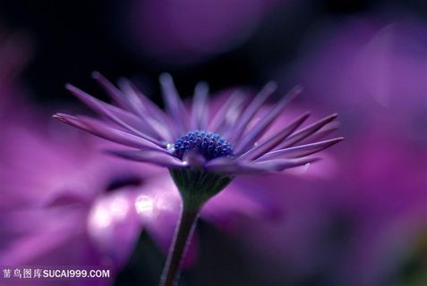 唯美蓝目菊鲜花高清摄影图片
