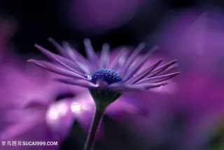 唯美蓝目菊鲜花高清摄影图片