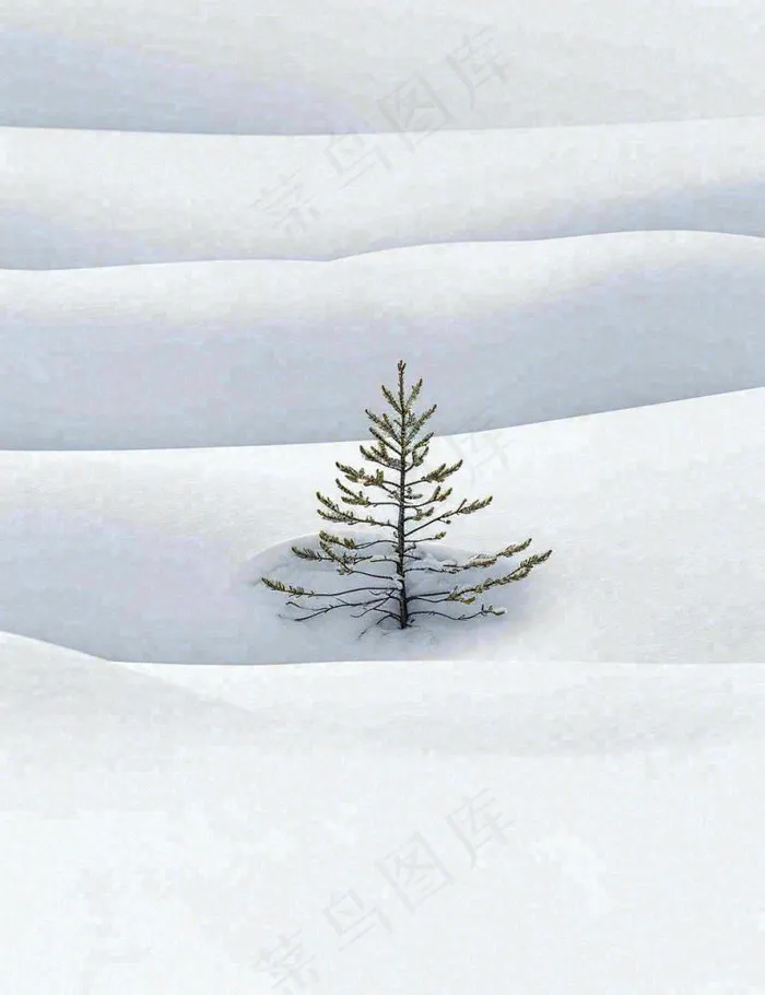 冬天意境简约松树雪地，立冬冬至小雪大雪小寒大寒(960x1248)