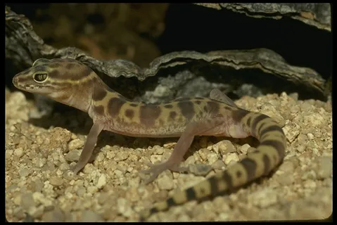 沙漠风光 116 沙漠风光 116