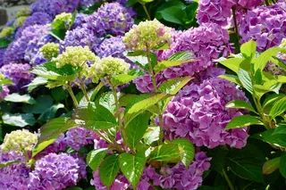 绣球花观赏图片