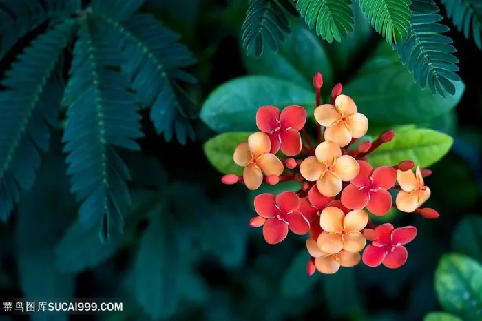 明艳靓丽的花簇鲜花图片素材